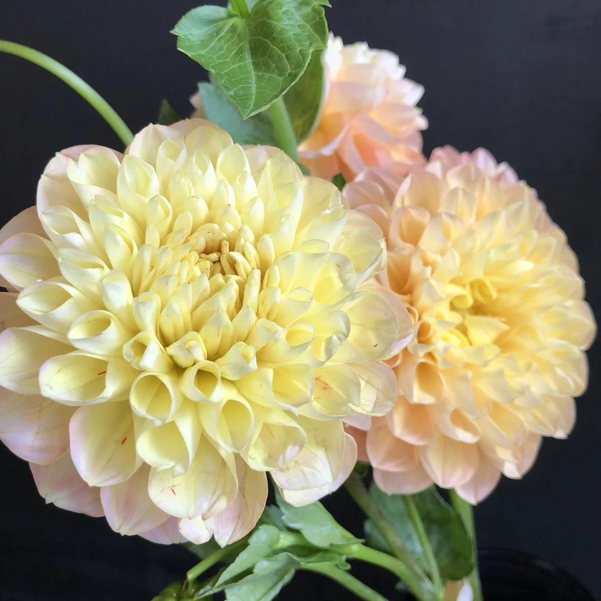 Dahlia Honeydew