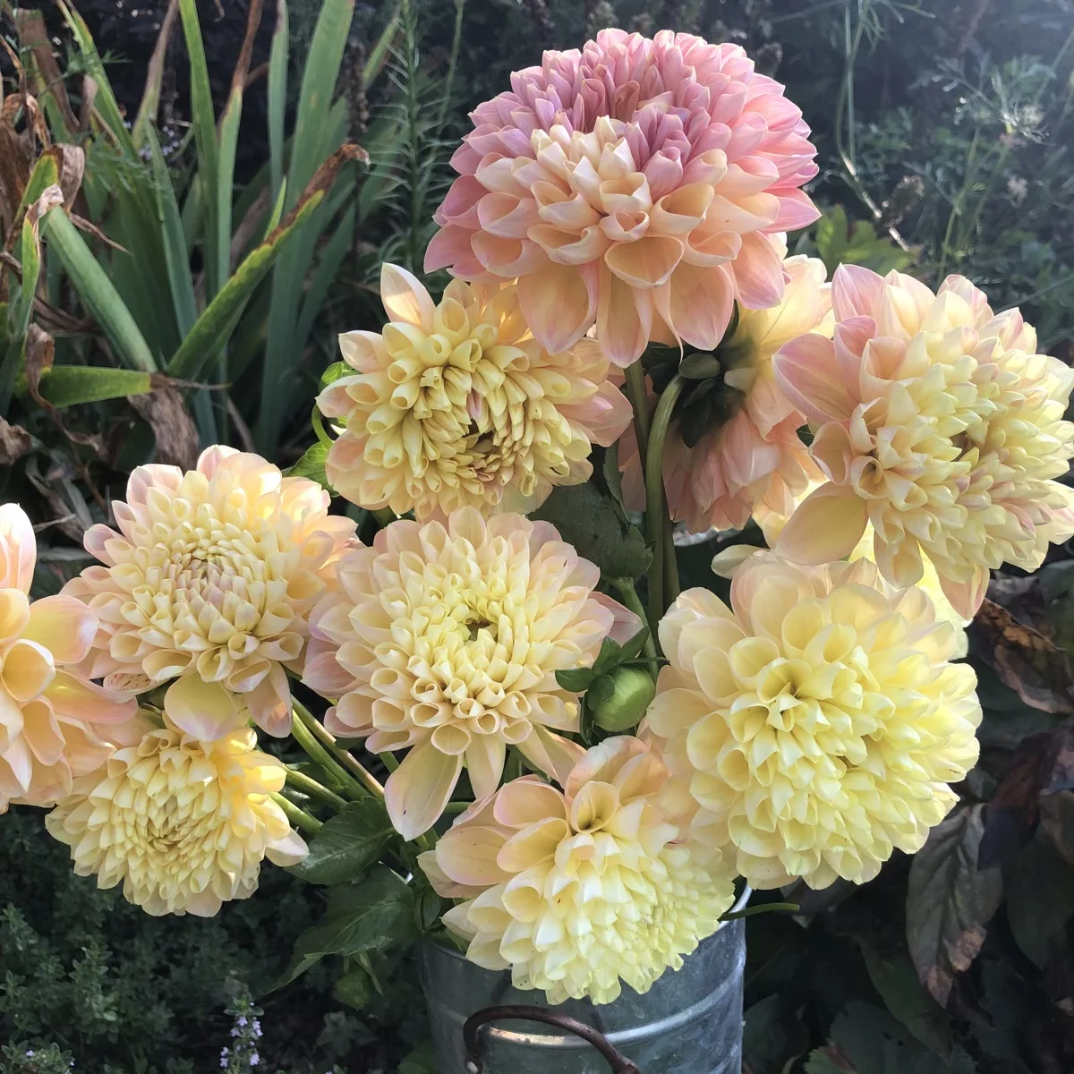 Honeydew Dahlia