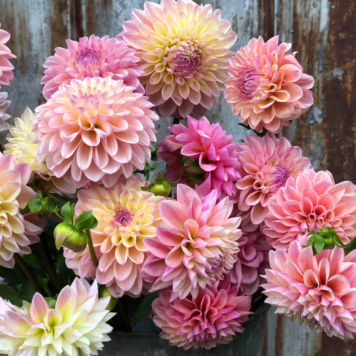 Dahlia Castle Drive