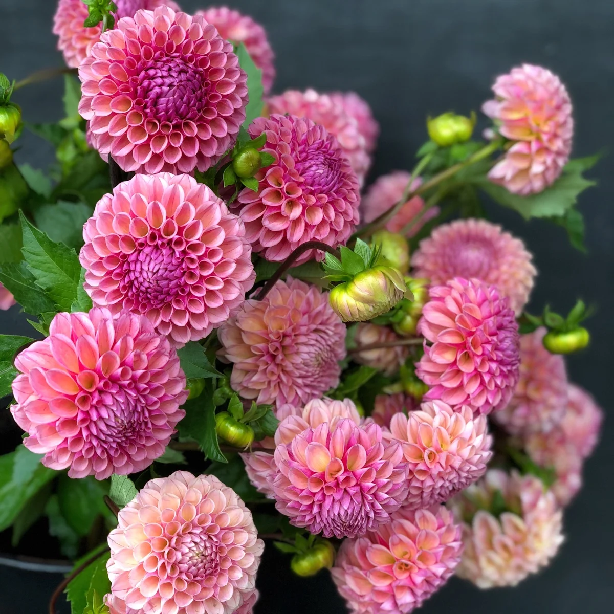 Dahlia Bracken Rose