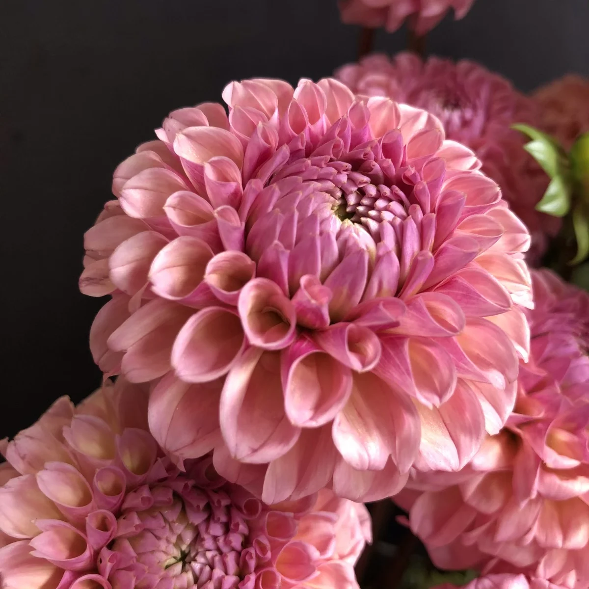 Bracken Rose Dahlia