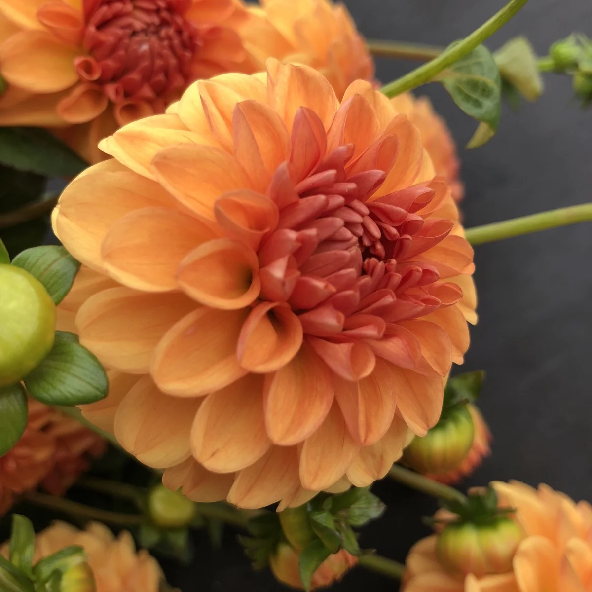 Sugar Daddy Dahlia