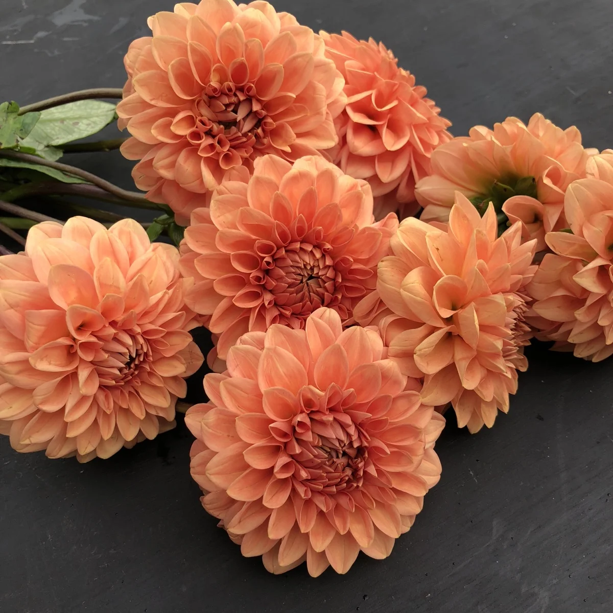 Dahlia Maarn