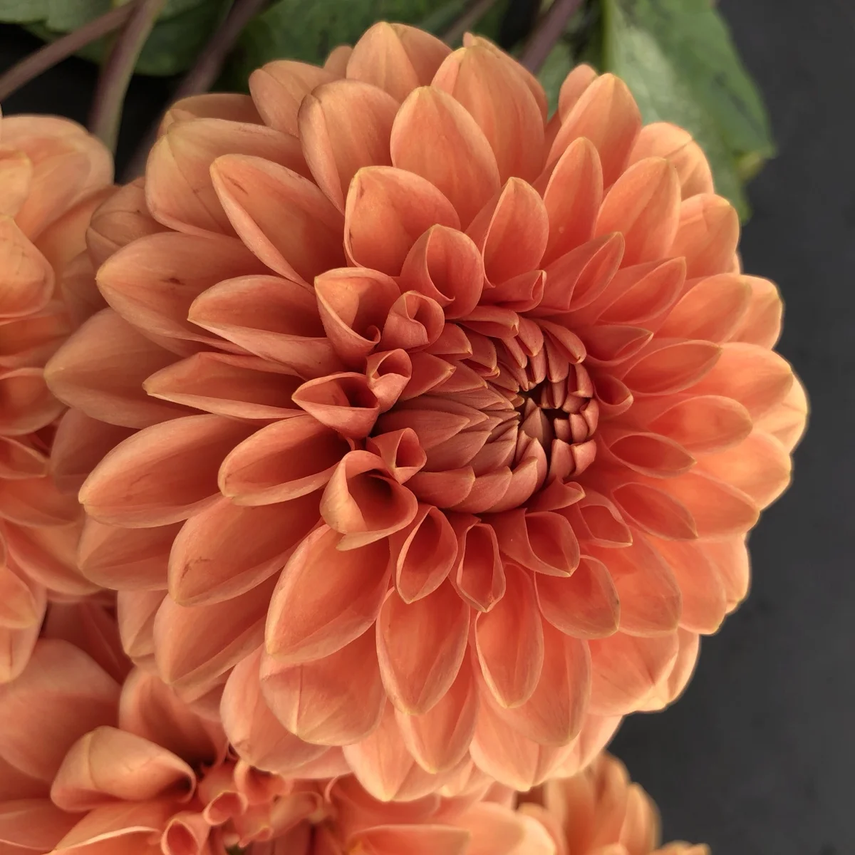 Maarn dahlia