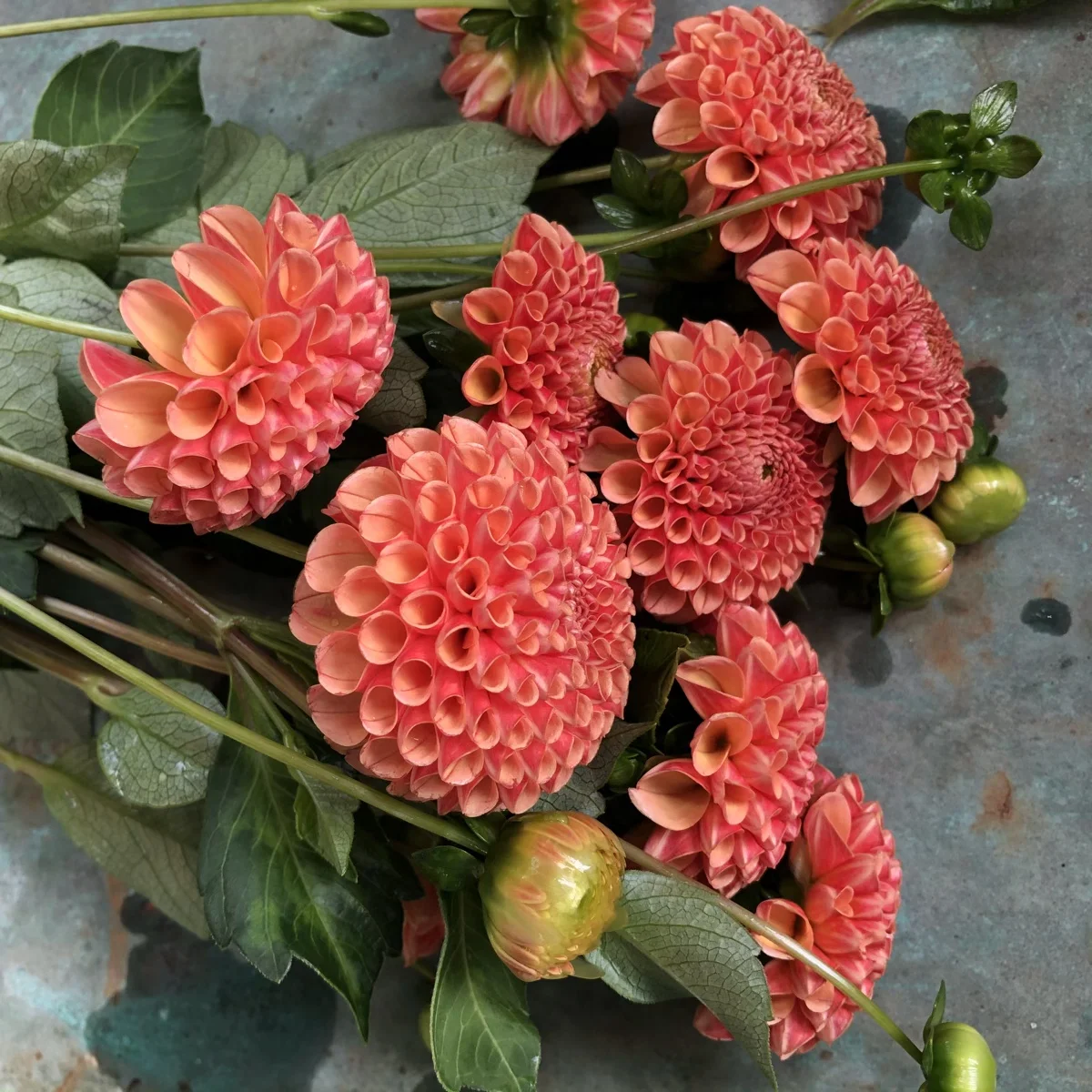Dahlia Amber Queen