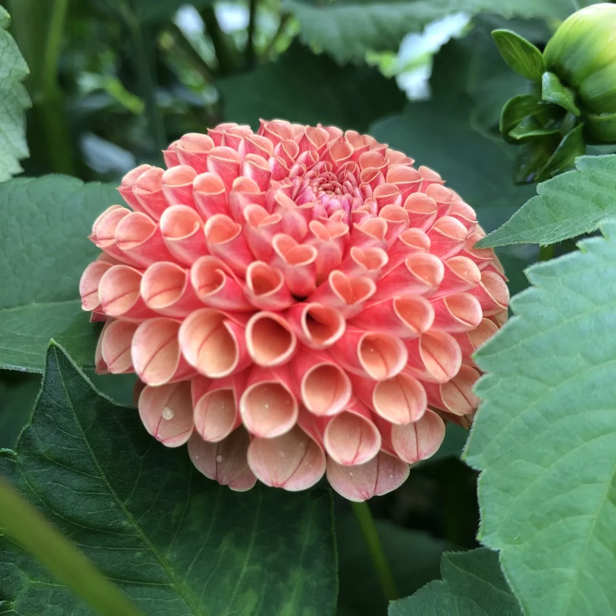 Amber Queen dahlia