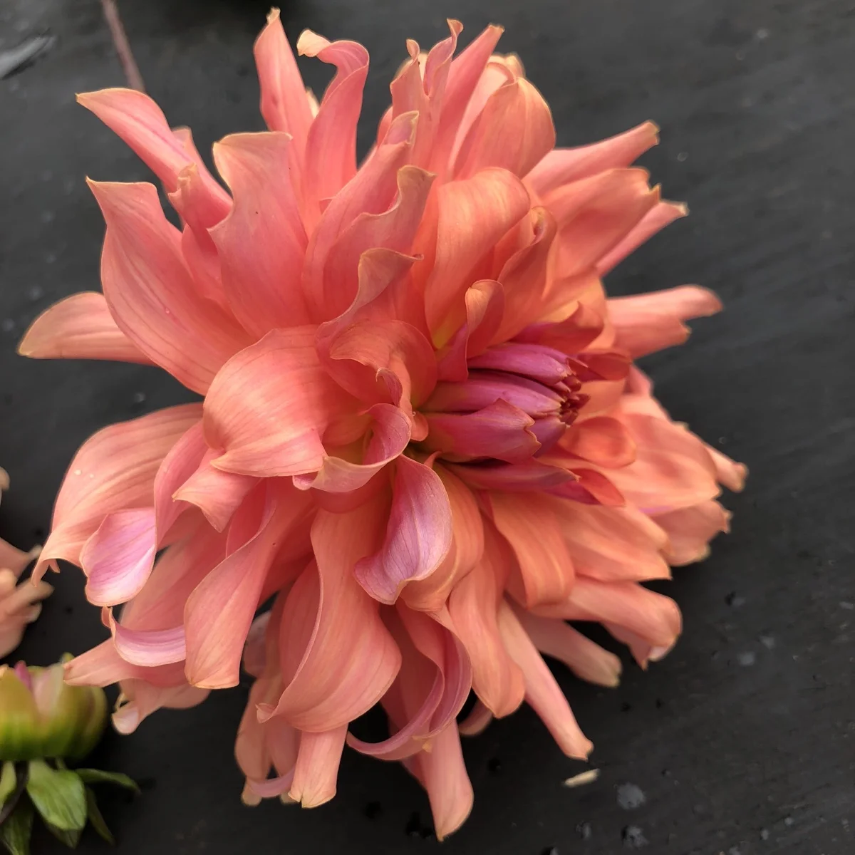 Terracotta dahlia
