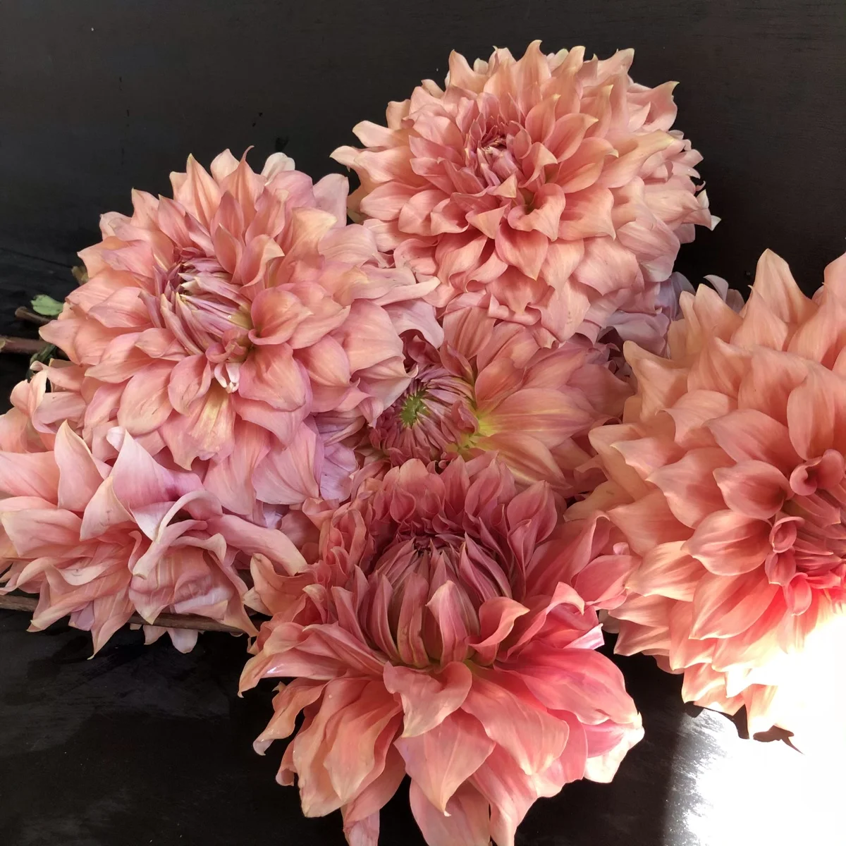 Dahlia Sierra Glow