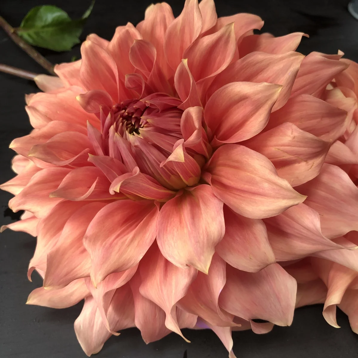 Sierra Glow Dahlia