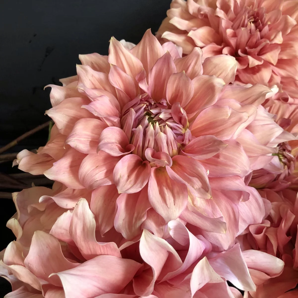 Dahlia Sierra Glow
