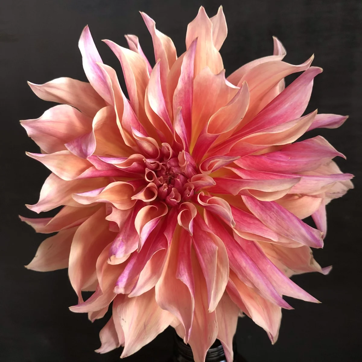Labyrinth dahlia