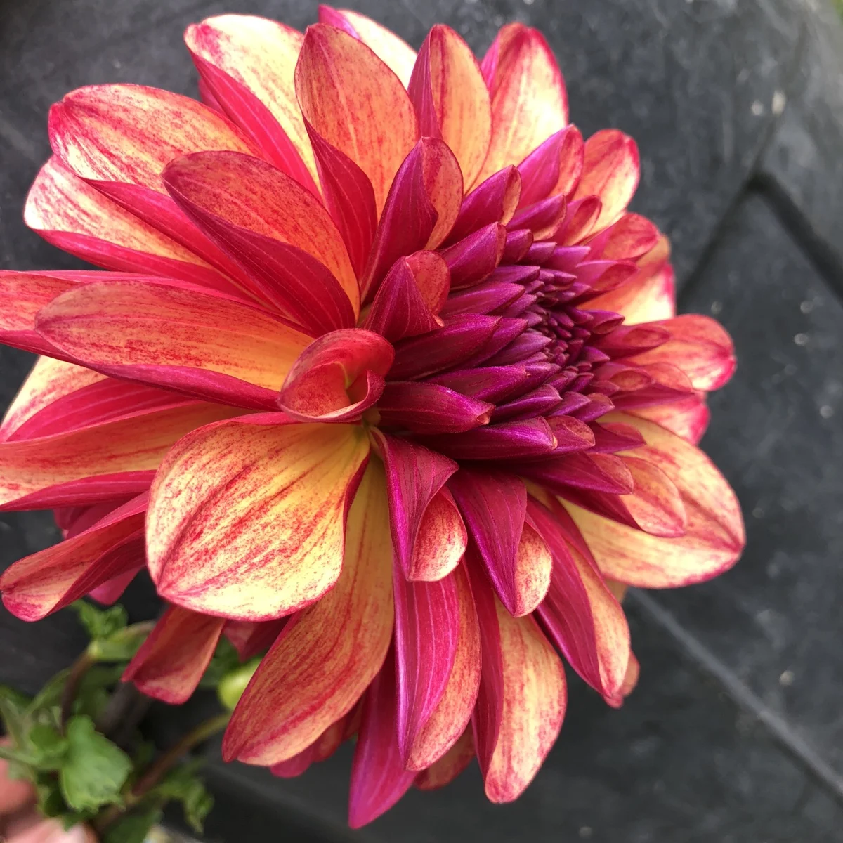 Gitts Crazy Dahlia