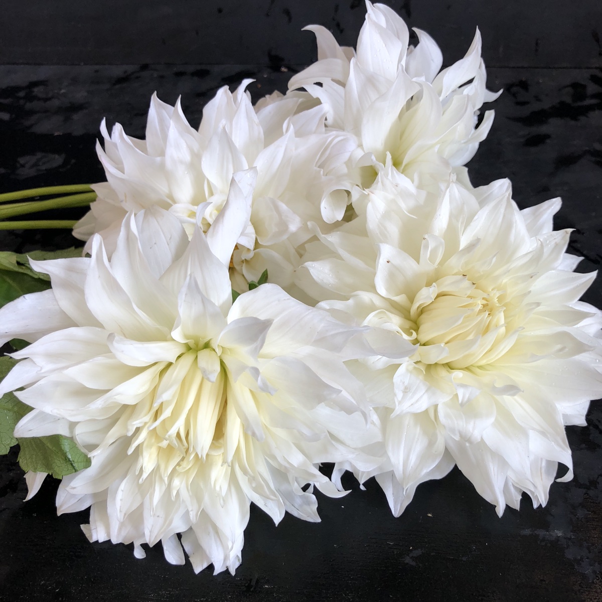 Dahlia Yuukyu