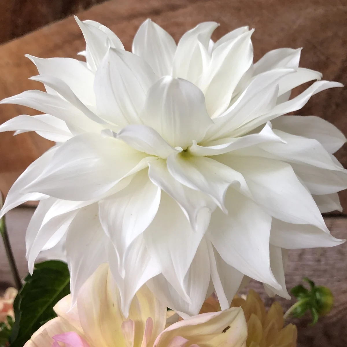 Dahlia yuukyu