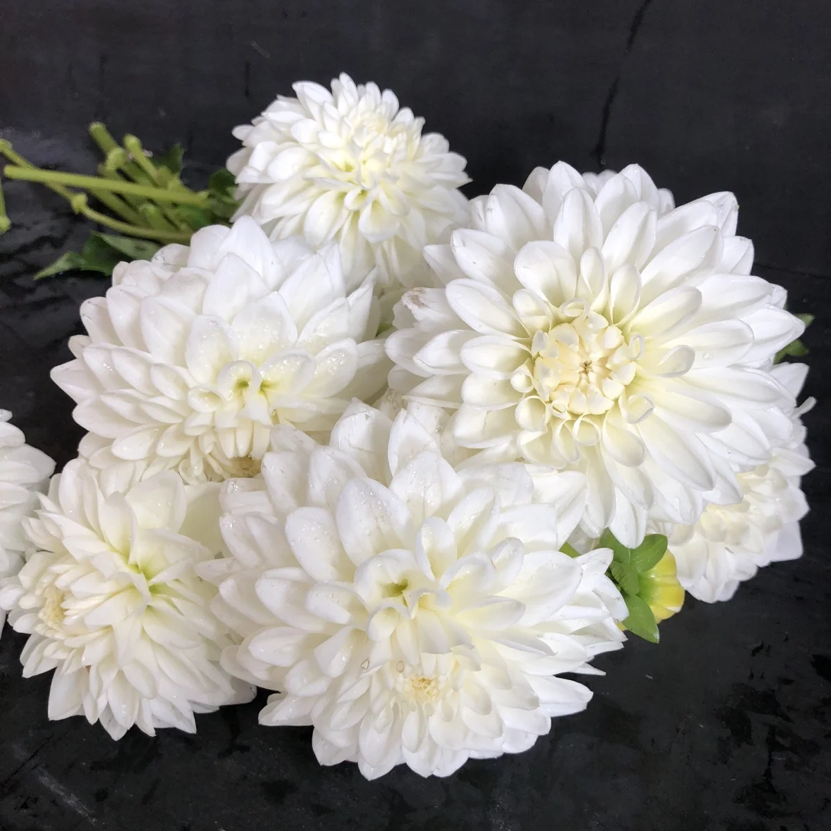 Dahlia Blizzard