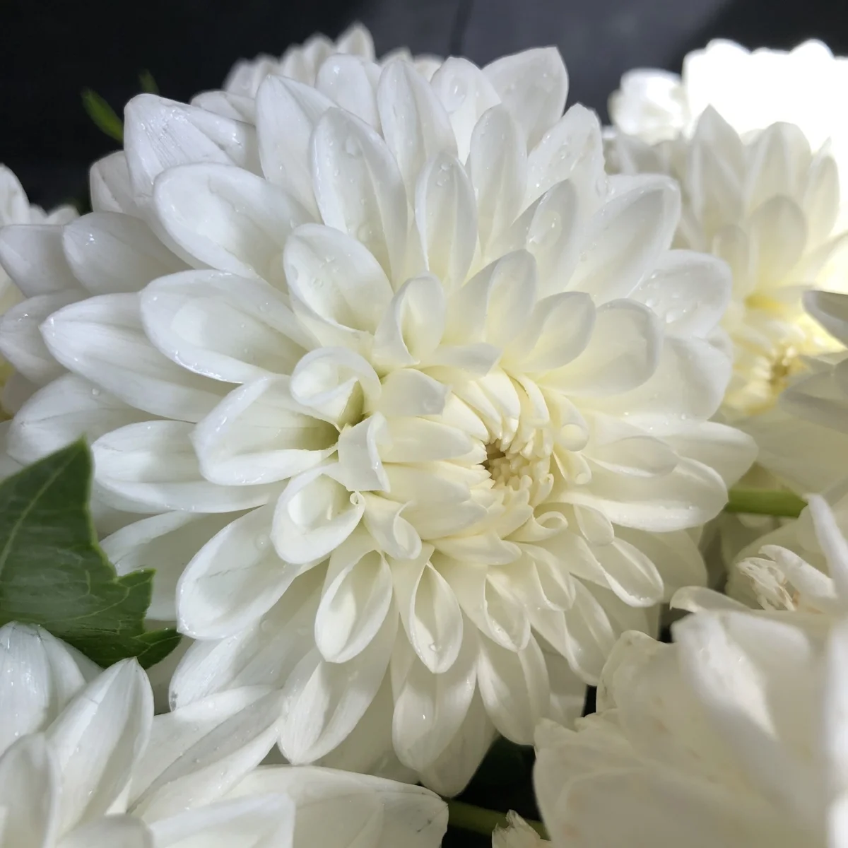 Blizzard dahlia