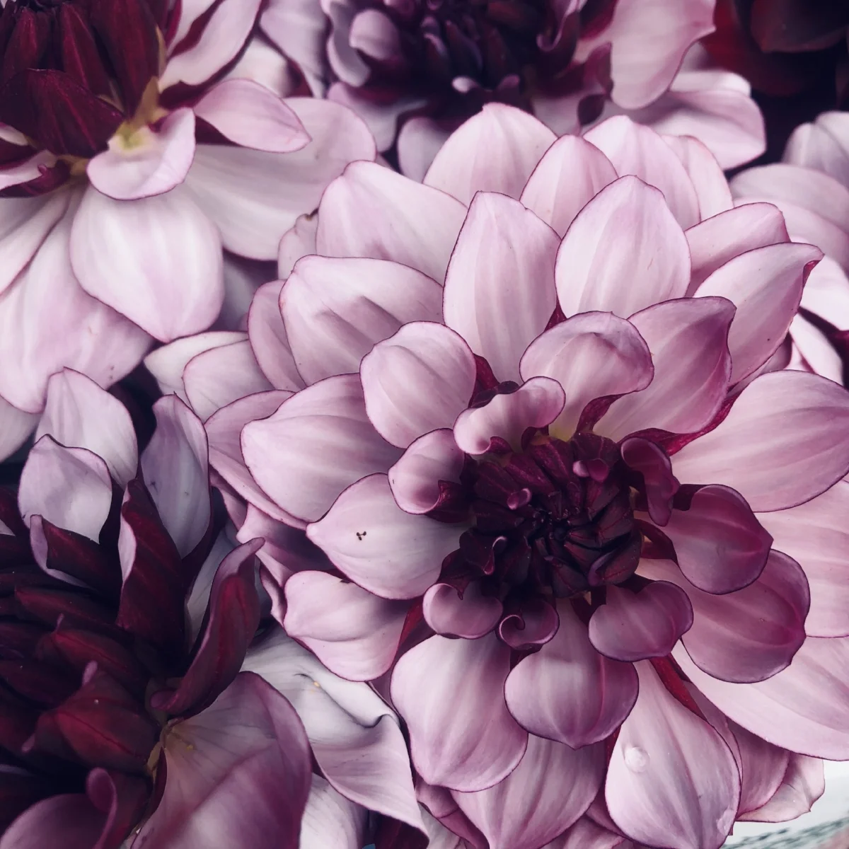 creme de cassis dahlia