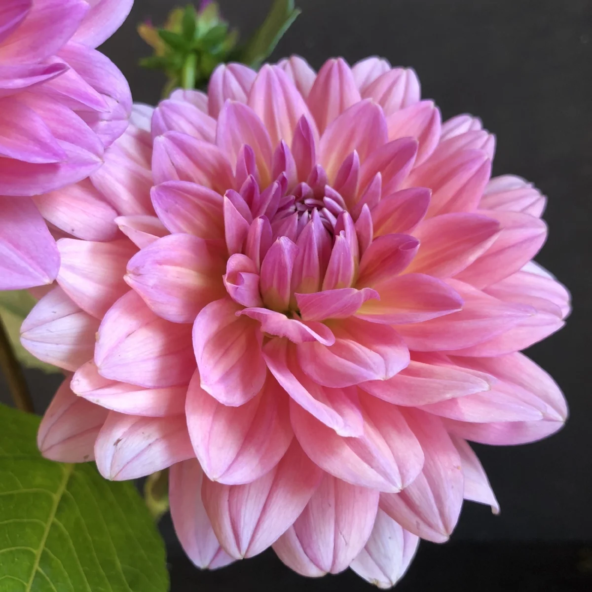 Dahlia Southern Belle — GOLDENROD GARDENS