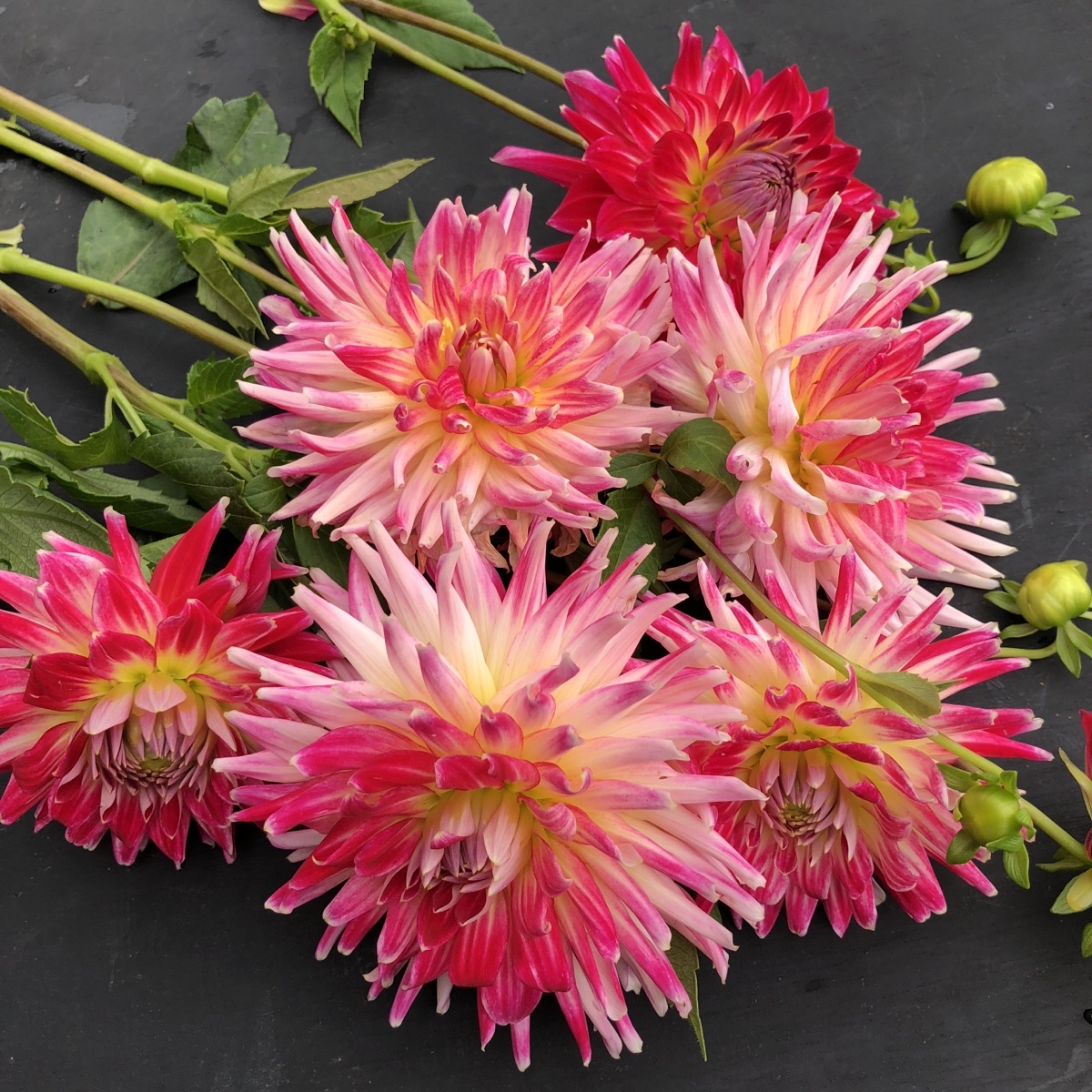 Dahlia Karma Sangria