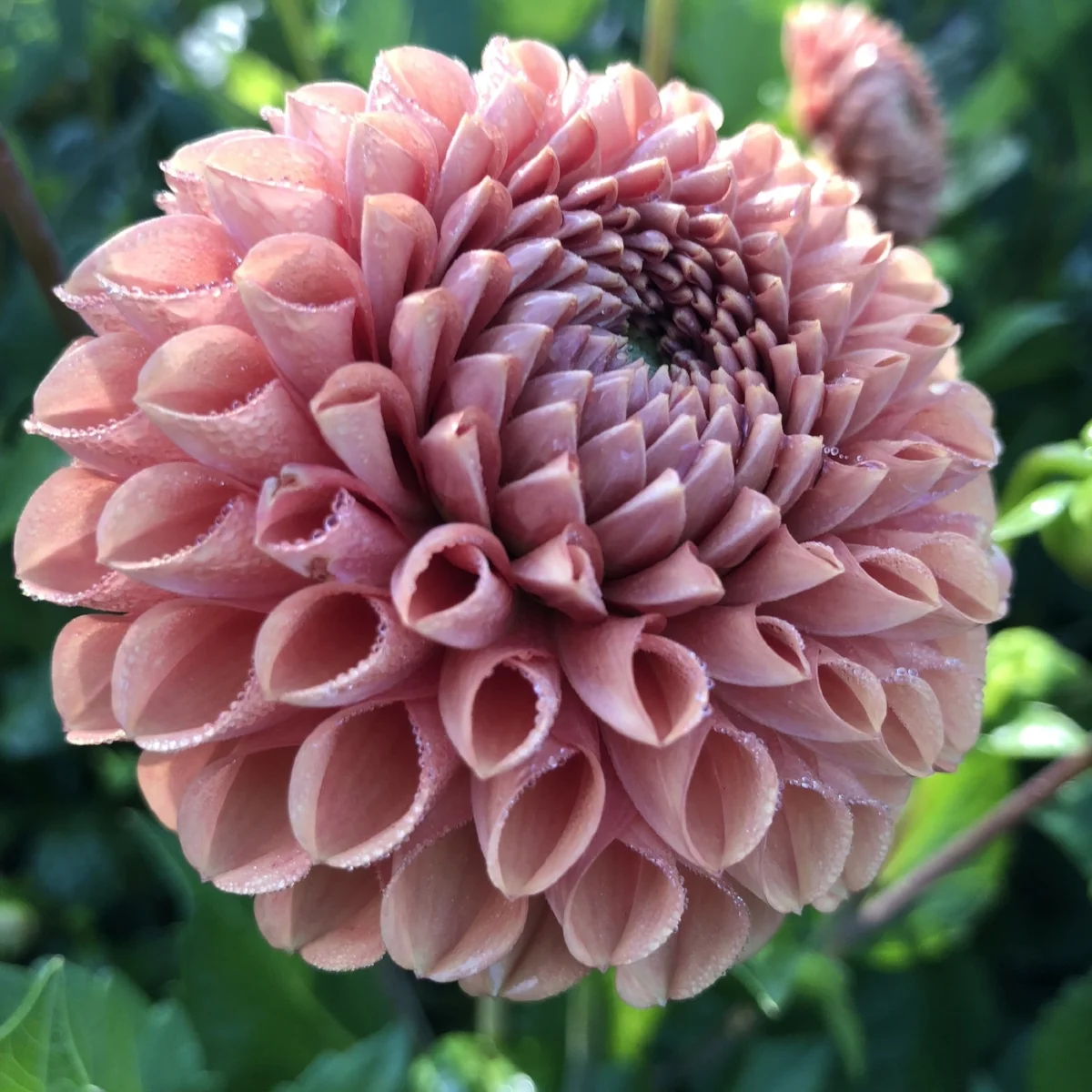 Cornel Bronze Dahlia