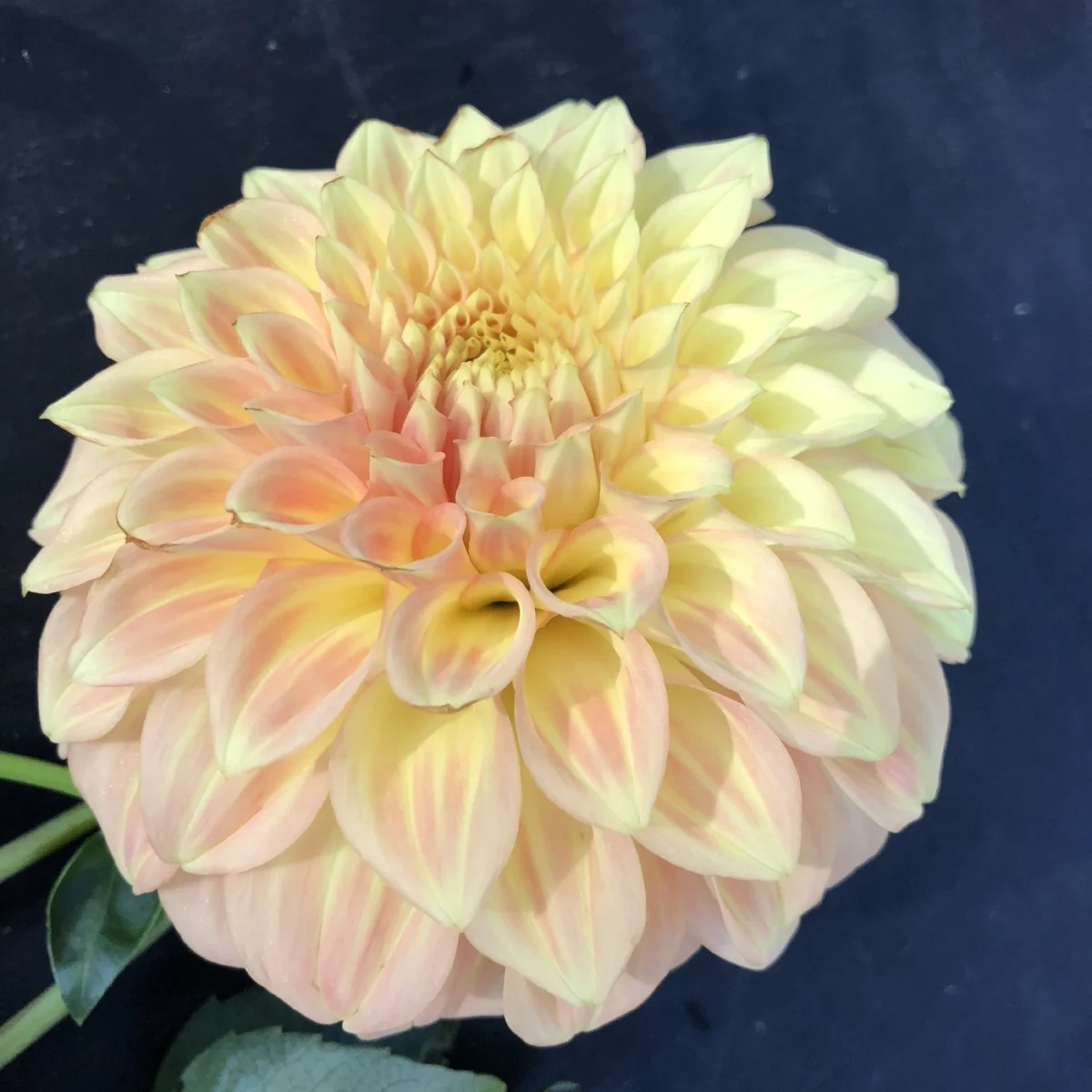 Dahlia Bracken Sarah — GOLDENROD GARDENS