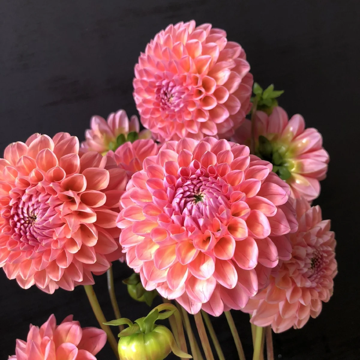 Sun Spot Dahlia