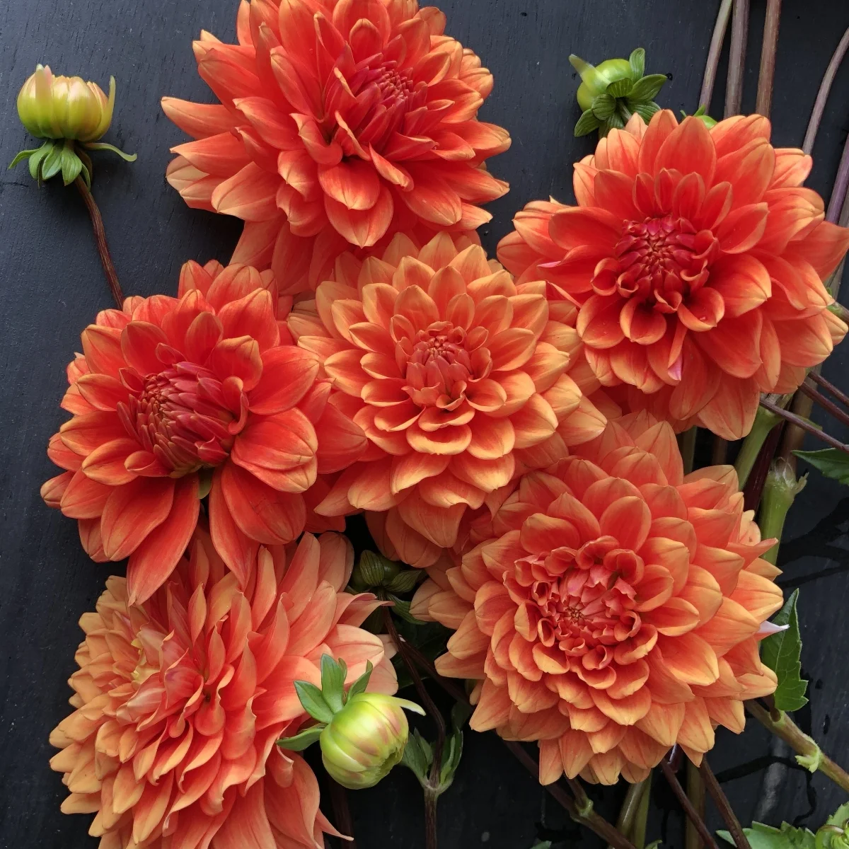 TUBER SHOP — GOLDENROD GARDENS