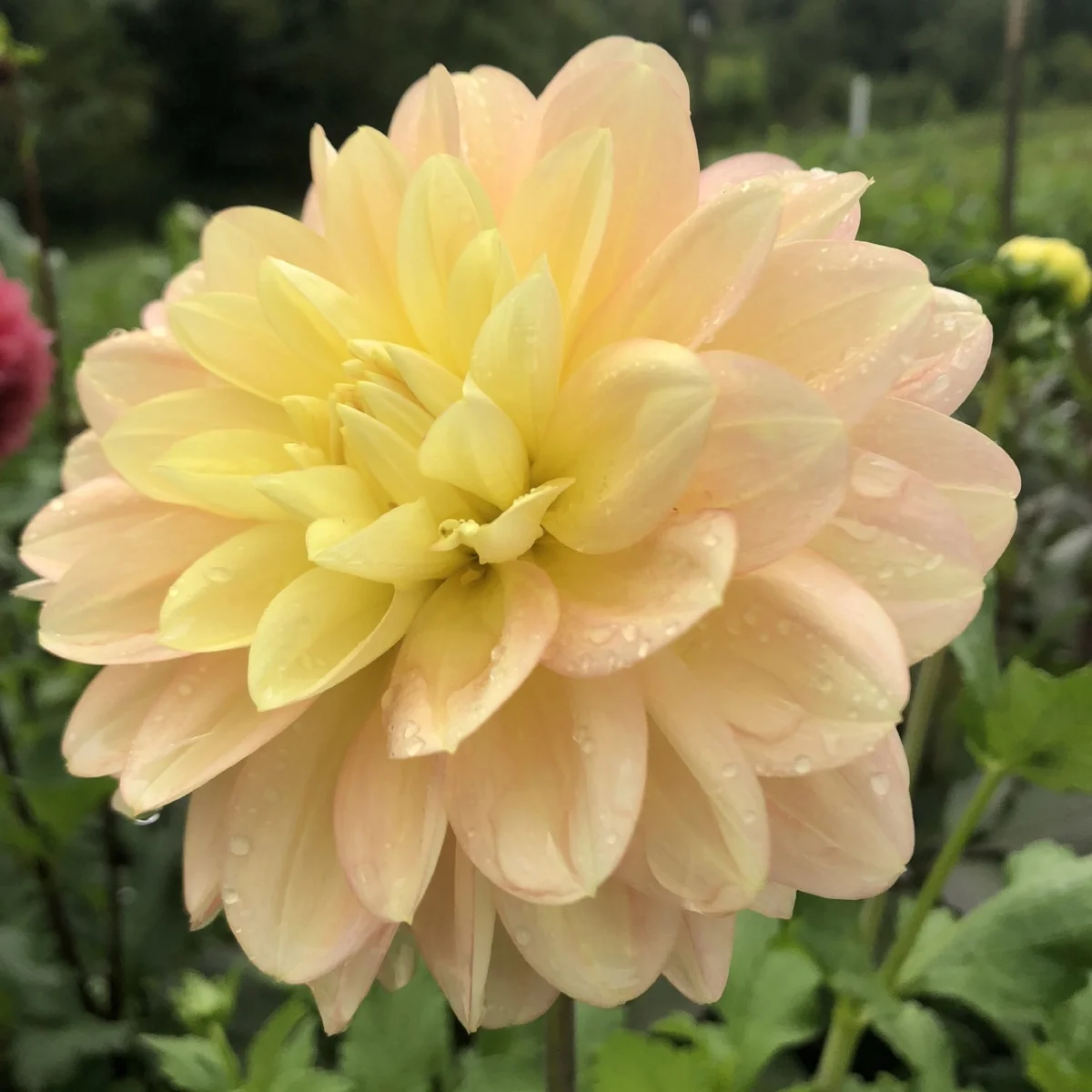 dahlia Day Dreamer