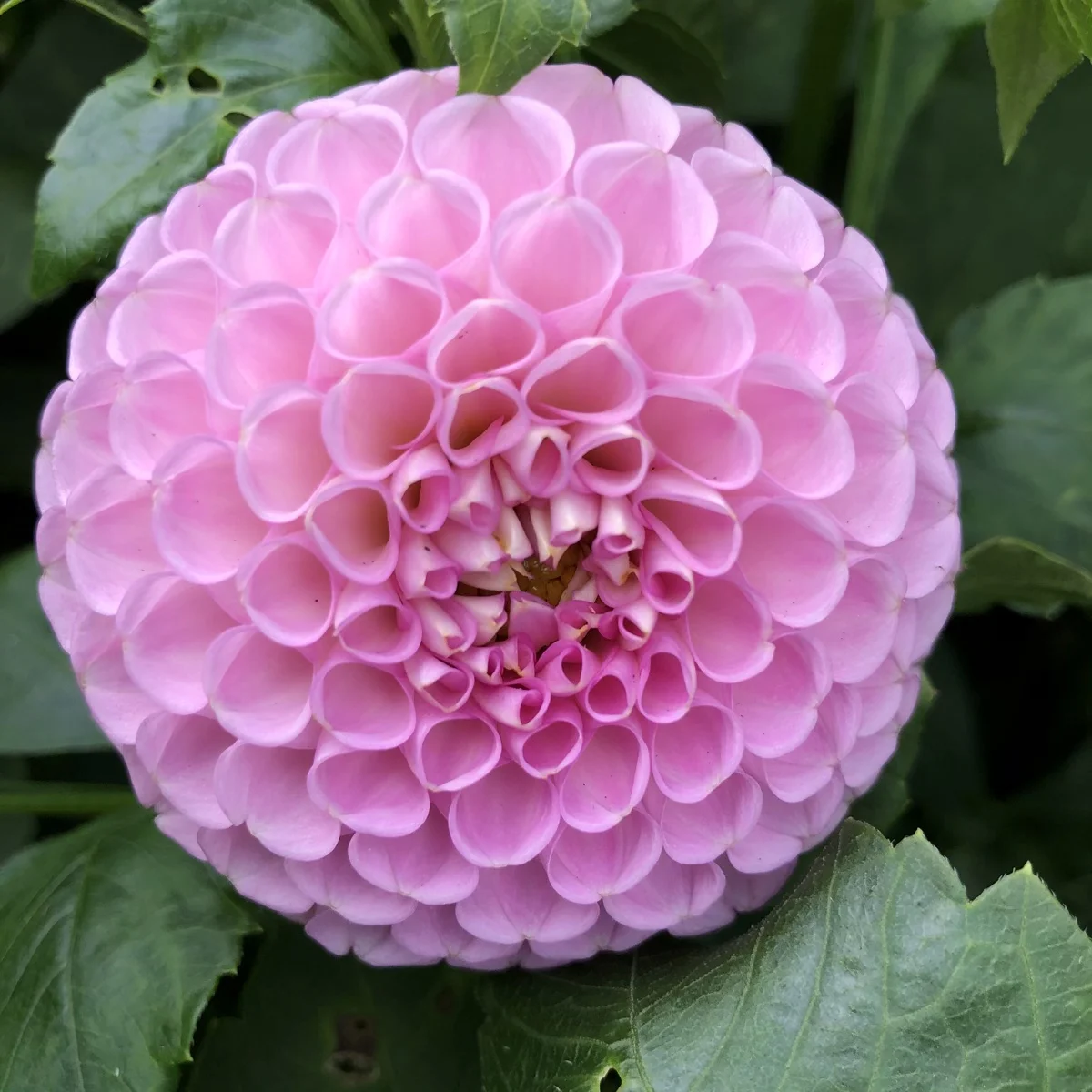 Snoho Sonia Dahlia
