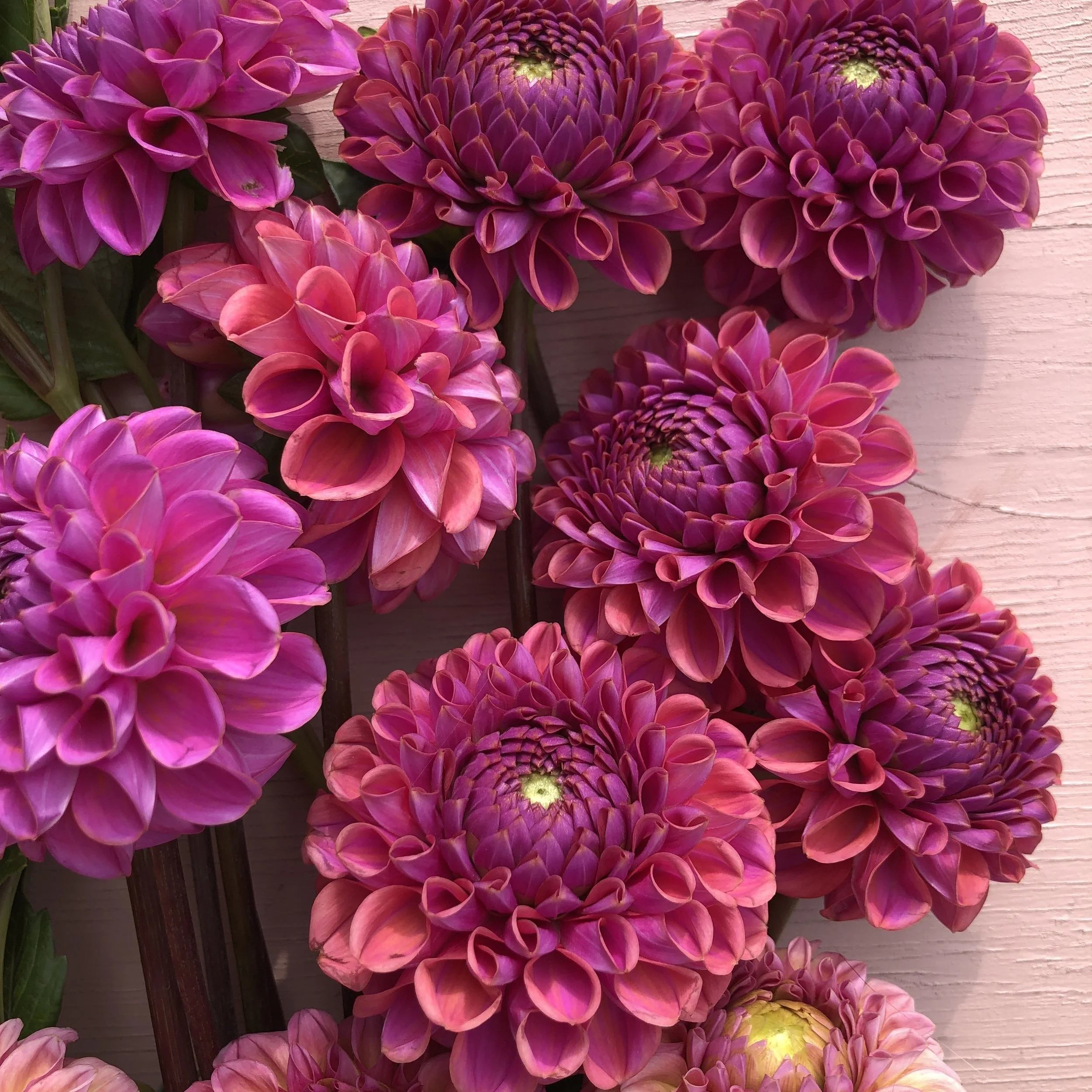 Isabel dahlia