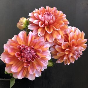 Dahlia Creamsicle