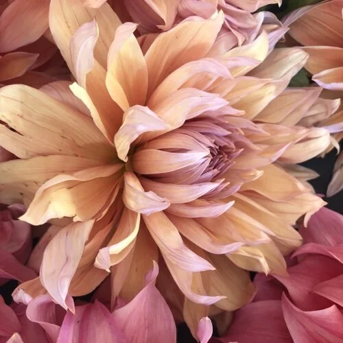 Dahlia Sherwood’s Peach — GOLDENROD GARDENS
