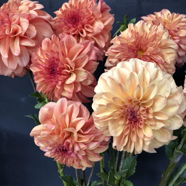 Dahlia Ferncliff Copper — GOLDENROD GARDENS