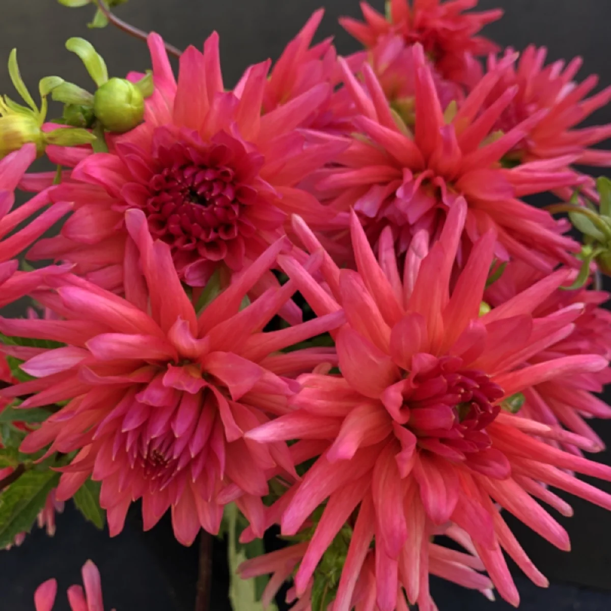 Dahlia CG Coral