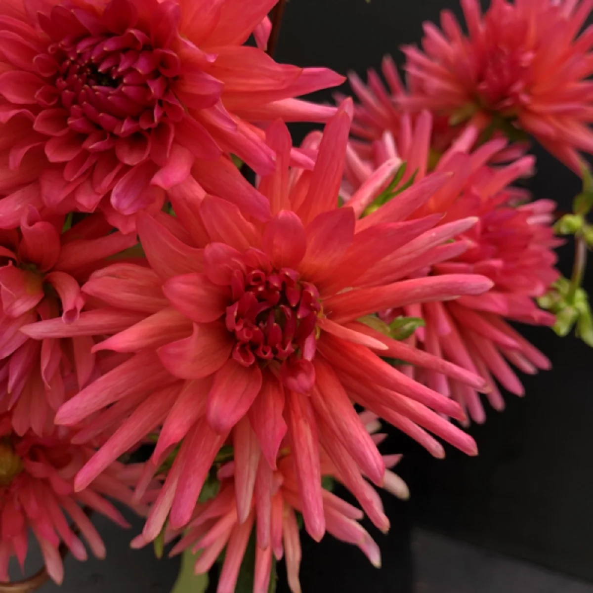 CG Coral Dahlia