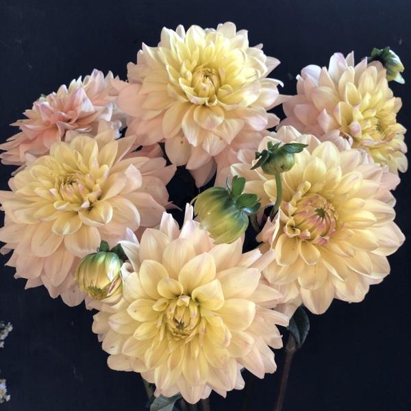 Wyn’s New pastel Dahlia