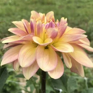 Wyn’s New Pastel Dahlia