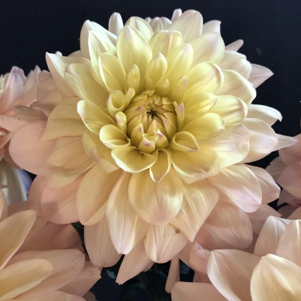 Dahlia Wyn’s New Pastel