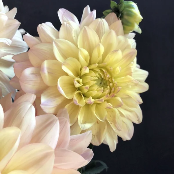 Wyn’s New Pastel Dahlia