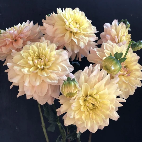 Wynn’s New pastel dahlia