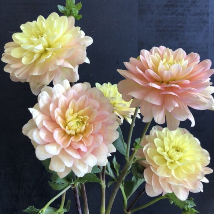 Daydreamer Dahlia