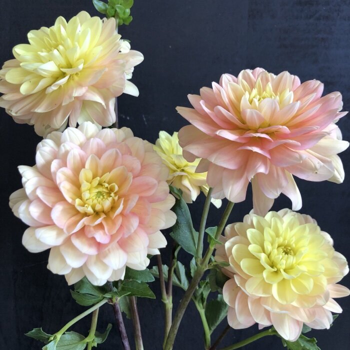Dahlia Day Dreamer