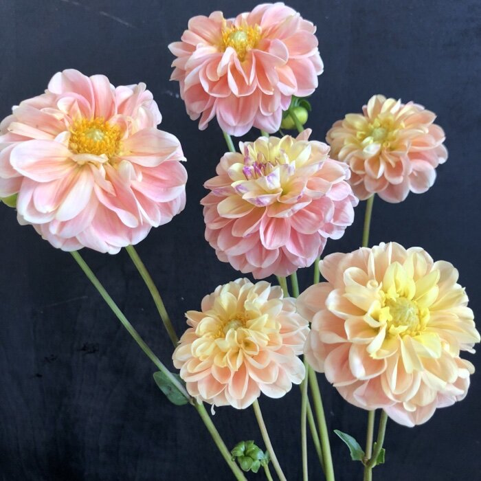French Doll dahlia