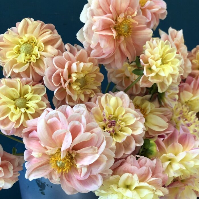 French Doll Dahlia