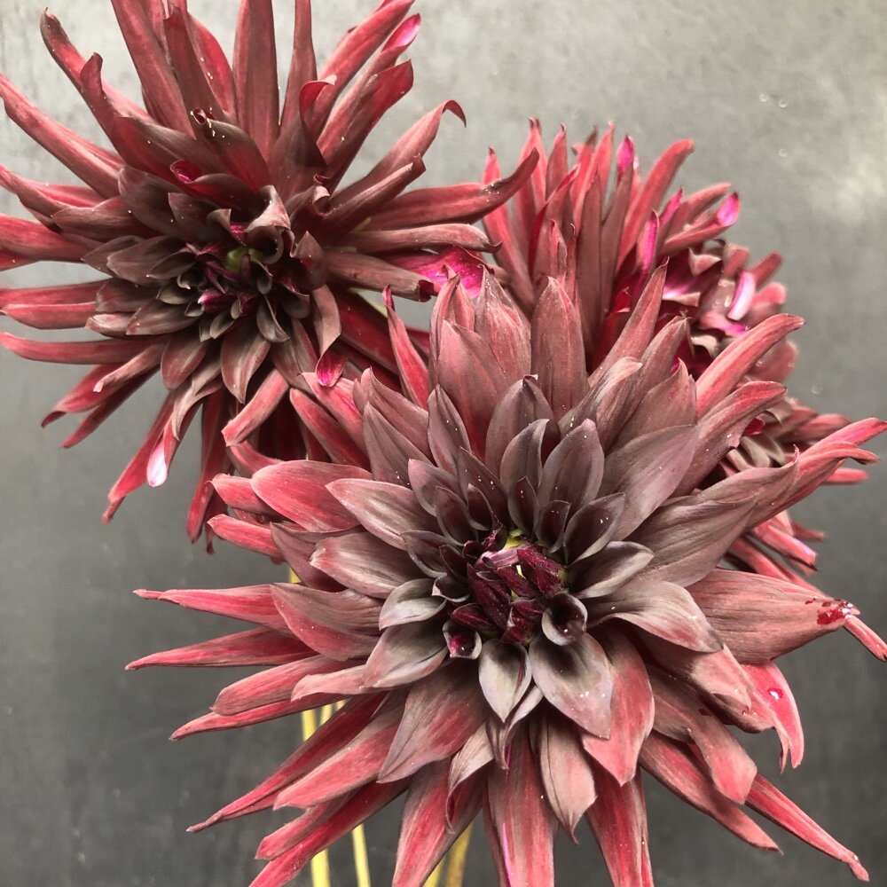 Dahlia Nuit D’ete
