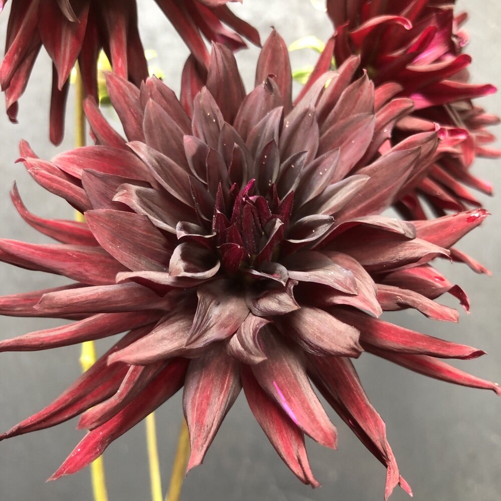 Nuit D’ete dahlia