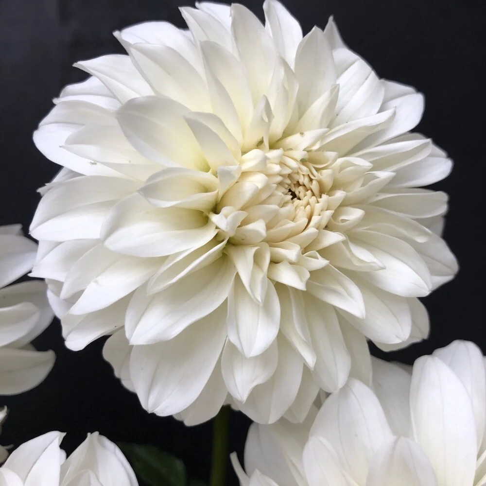 Dahlia Blizzard — GOLDENROD GARDENS