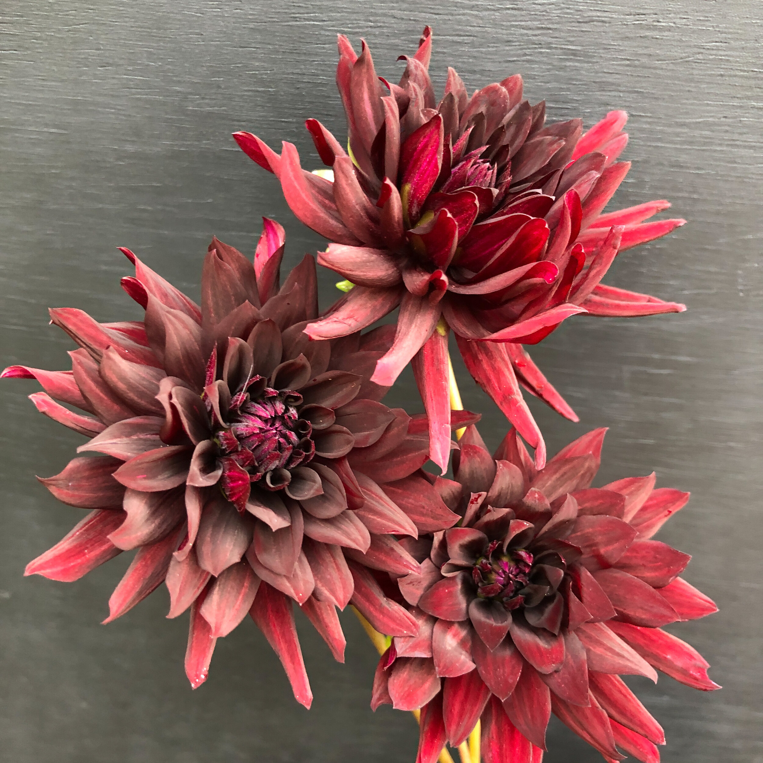 Nuit D’ete Dahlia