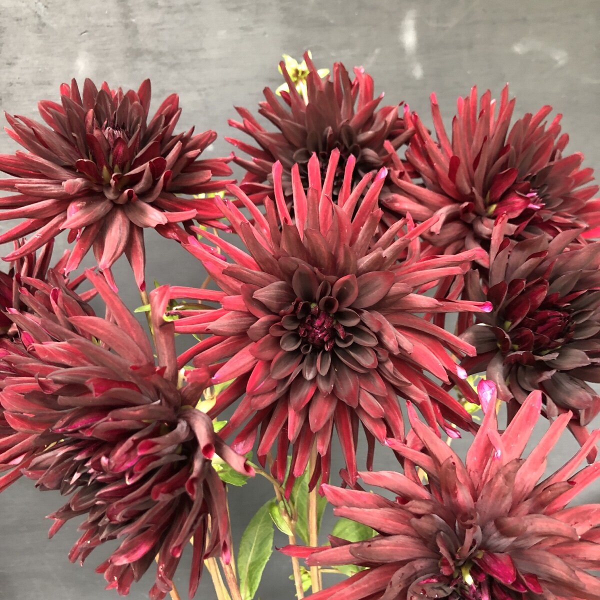 Dahlia Nuit D’ete