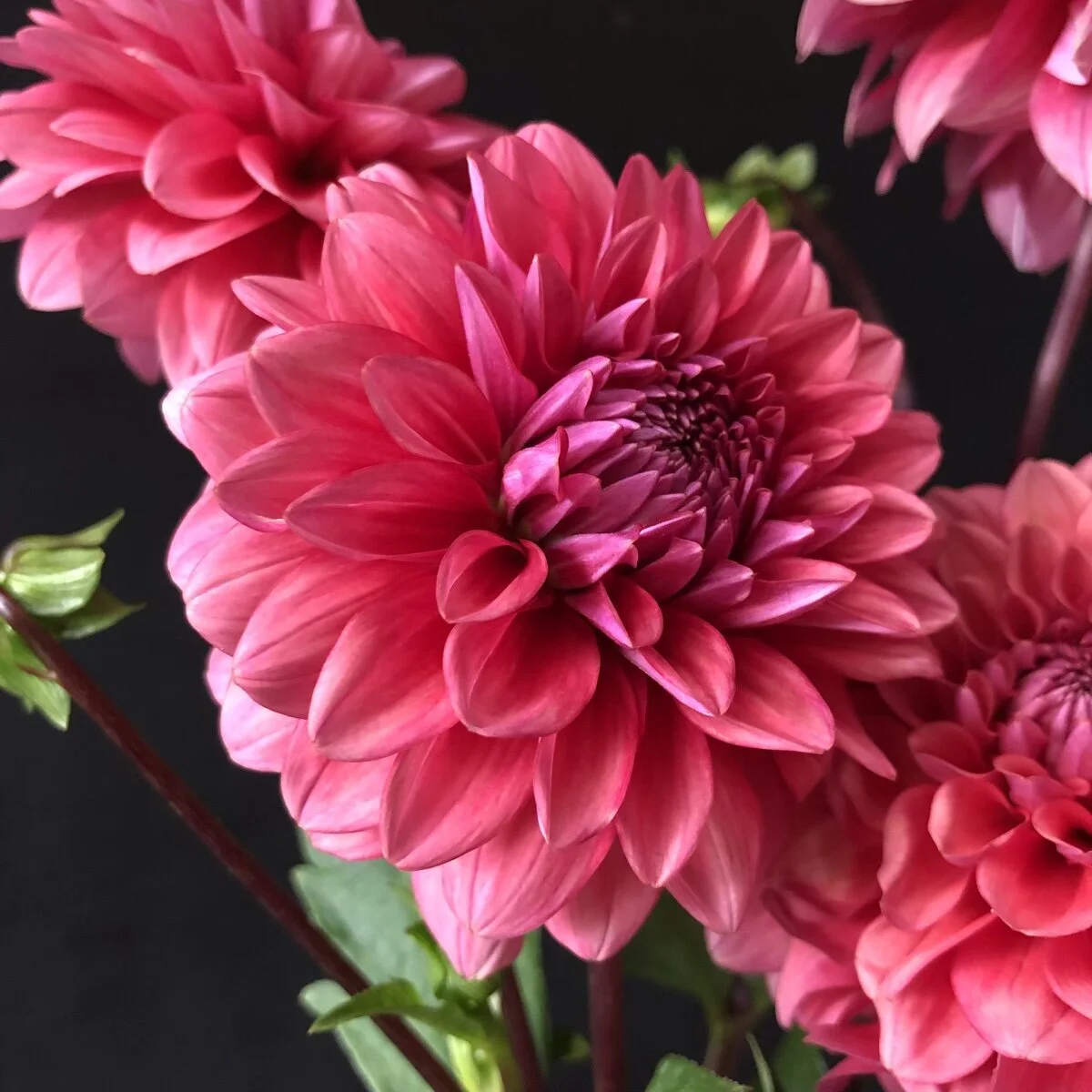 Dahlia Mystique — GOLDENROD GARDENS